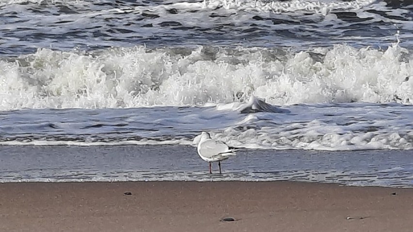 Słoneczny dzień na plaży w Darłówku