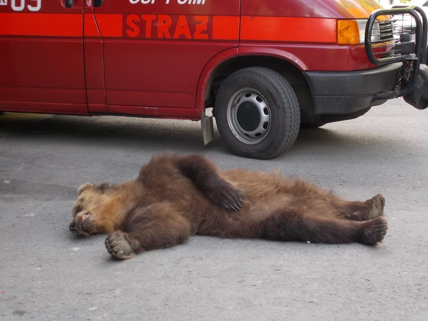 - To pierwszy przypadek potrącenia niedźwiedzia w tym...