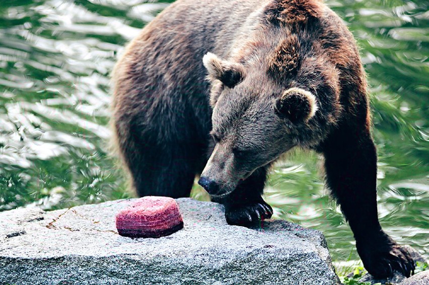 Andrychowska firma adoptowała niedźwiedzicę z wrocławskiego ZOO [Zdjęcia]