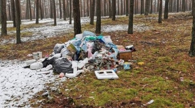Śmieci odkryte przez naszą Czytelniczkę w lesie pomiędzy Jędrzychowem a Zatoniem.