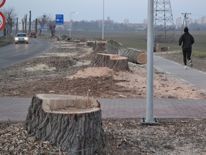 Malbork. Trwa ścinka drzew rosnących przy ul. Zakopiańskiej i fragmencie ul. św. Faustyny Kowalskiej