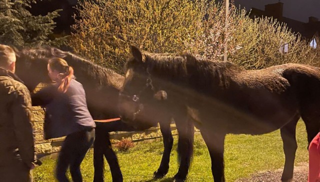 Właścicielka koni tłumaczyła policjantom, że zwierzęta jej uciekły