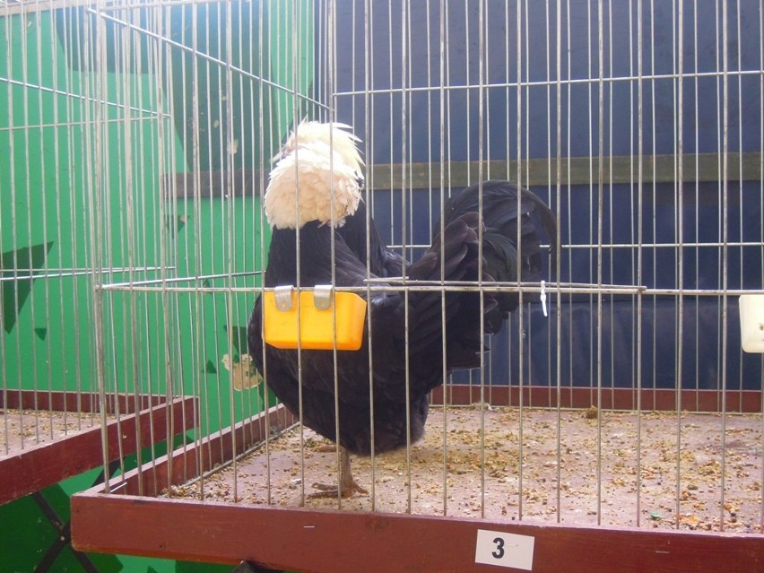 Zamość: Wystawa gołębi rasowych i drobiu ozdobnego (zdjęcia)
