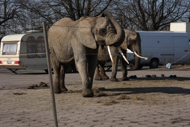 Słonie przez większą część dnia odpoczywały na zapleczu cyrku