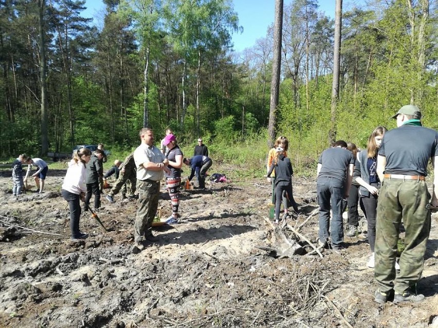 Sieradzcy harcerze sadzili las. Z sadzonkami pojawili się w Oraczewie (zdjęcia)