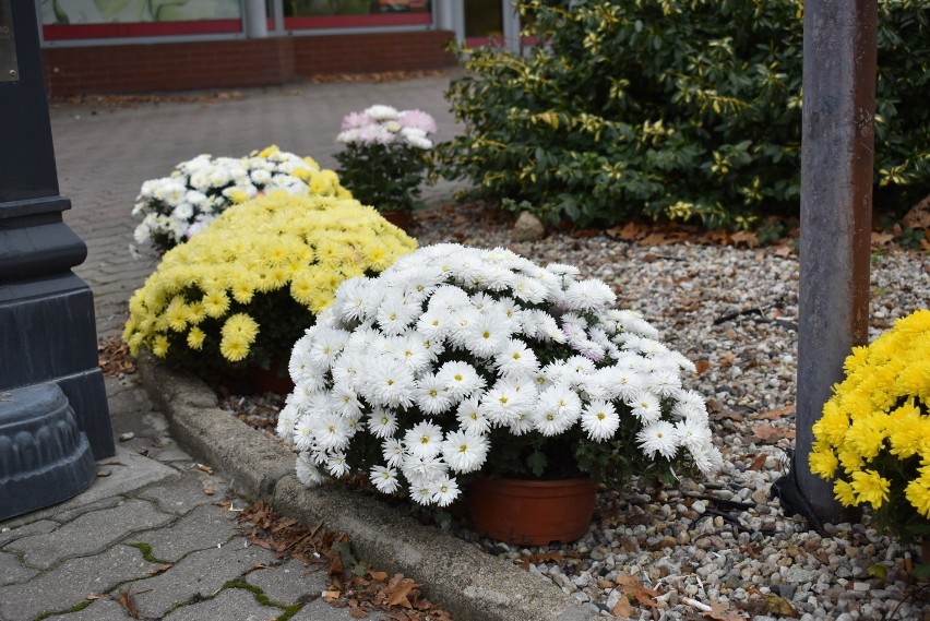 Krosno Odrzańskie jest kolorowe dzięki chryzantemom, które...