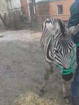 Zebra - uciekinierka biegała po ulicy. Mieszkańcy Wąwolnicy byli w szoku