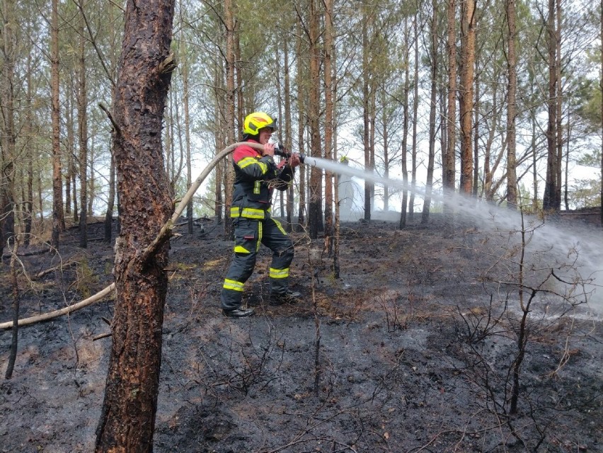 Pożar lasu przy plaży w Słajszewie