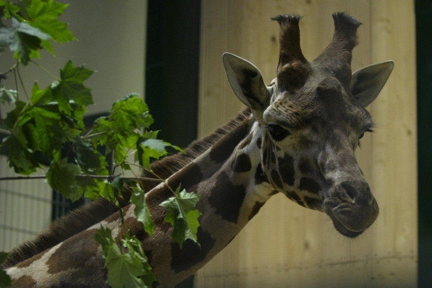 Zoo w Gdańsku Oliwie: Co zwierzęta w zoo jedzą i ile to kosztuje