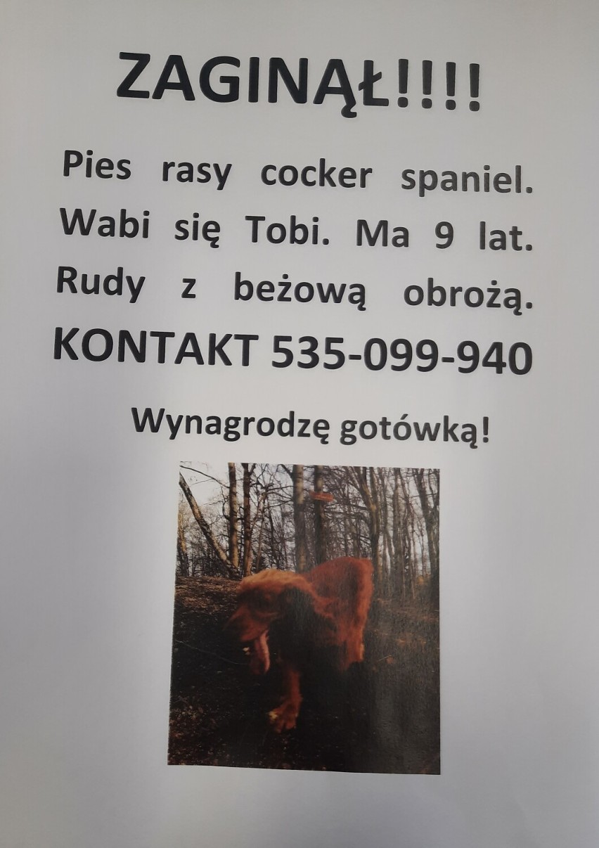Zaginął pies w Wałbrzychu. Wabi się Tobi
