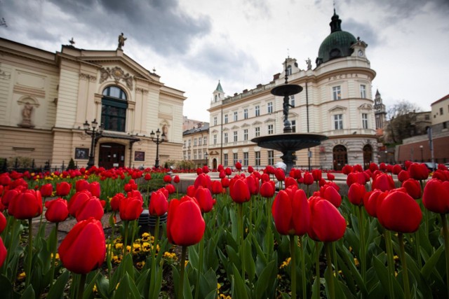 Tysiące tulipanów zakwitło w Bielsku-Białej. Wyglądają pięknie!