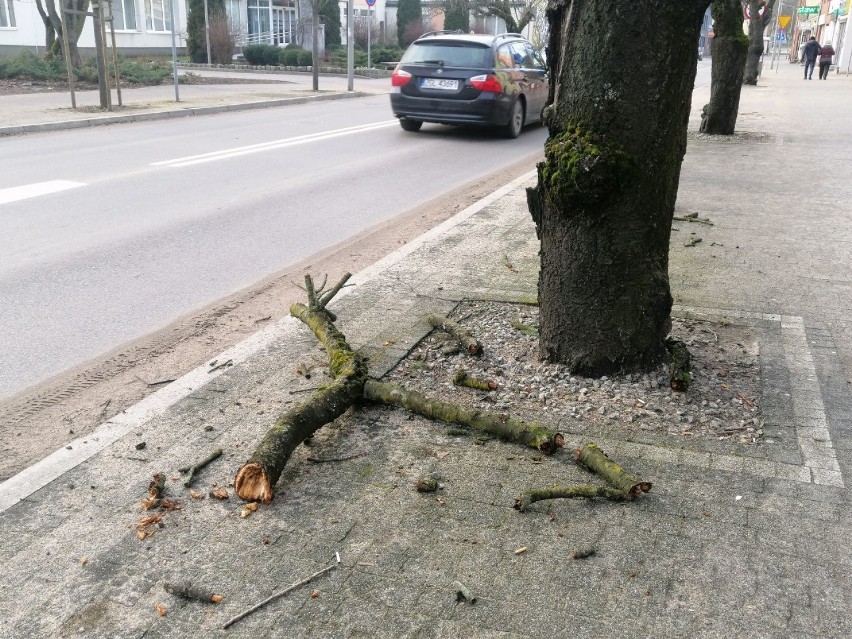 Znów to samo. Spróchniałe drzewa zagrażają przechodniom w centrum Goleniowa
