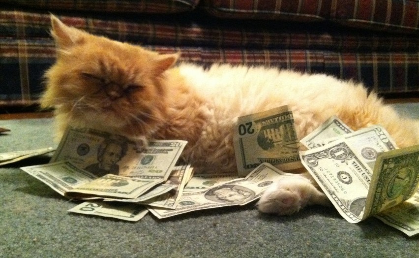 Cashcats: te koty to prawdziwe grube ryby! [GALERIA]