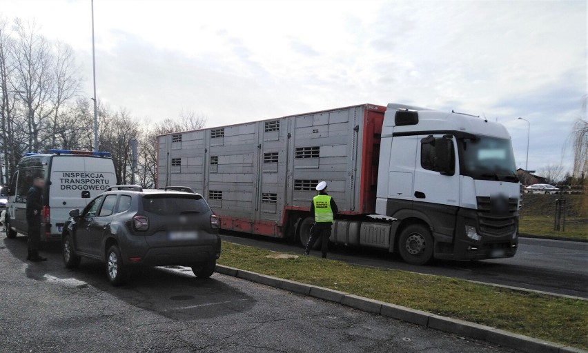 Wielkopolscy inspektorzy transportu drogowego przeprowadzili kontrole nie tylko przewozu zwierząt