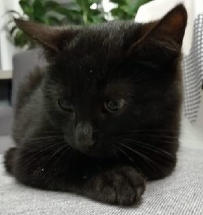 17 listopada - Dzień Czarnego Kota. Czy czarny kot naprawdę przynosi pecha?