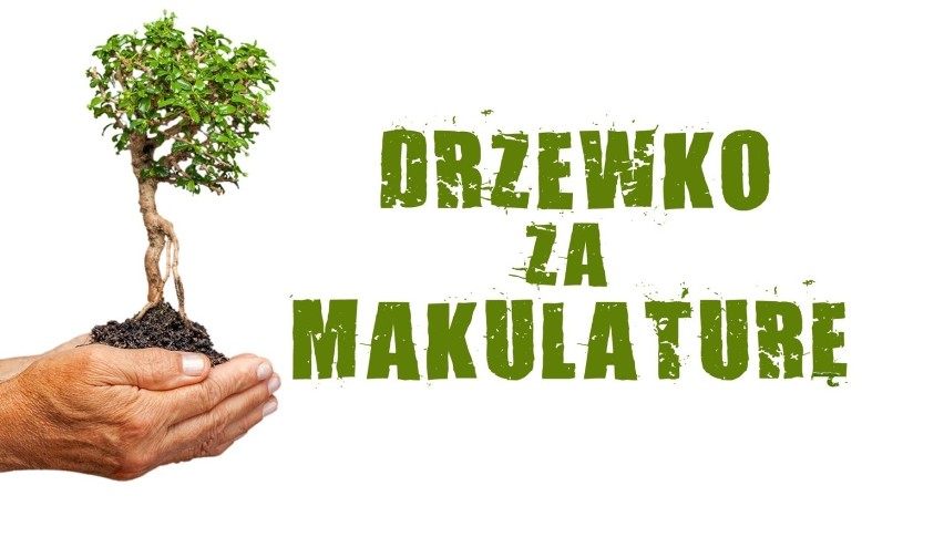 Drzewko za makulaturę 2018: Gdzie można oddać makulaturę i elektrośmieci? Sadzonki, które można otrzymać [lista]