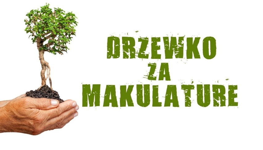 Drzewko za makulaturę 2018: Gdzie można oddać makulaturę i elektrośmieci? Sadzonki, które można otrzymać [lista]