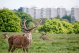 Tak przyroda wraca do życia, gdy ludzie są w zamknięciu. Puma w środku miasta, na chodnikach jelenie