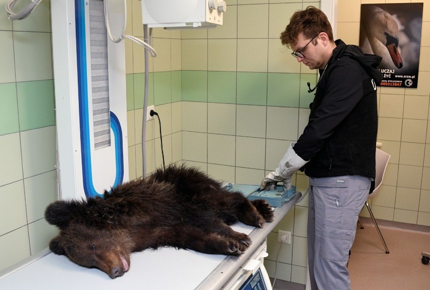 Niedźwiadek przez ponad tydzień był leczony w Ośrodku...