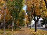 Leszno. Jesień pokolorowała drzewa w Lesznie. Ulice i parki wyglądają naprawdę urokliwie [ZDJĘCIA]