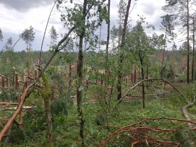 Nawałnica w Borach Tucholskich