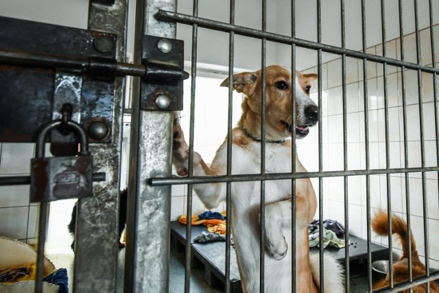 Znalezione psy są przetransportowywane do bydgoskiego schroniska przy ul. Grunwaldzkiej 298.