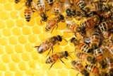 Dziś, 20 maja, Światowy Dzień Pszczół. Dlaczego pszczoły są tak ważne? 