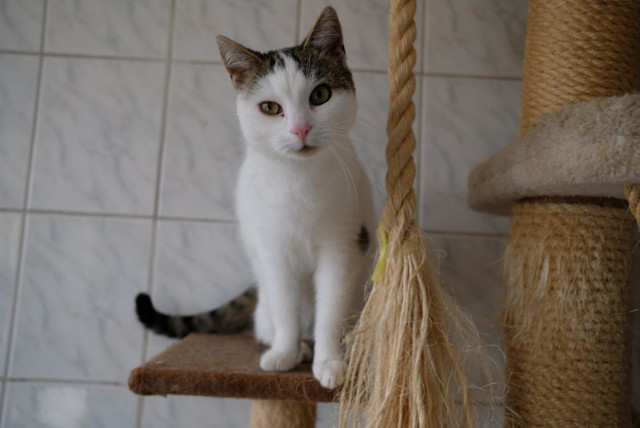 W schronisku Kundelek może powstać dom dla kota, ułatwiający im adaptację