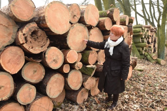 -&nbsp;Część wyciętych drzew rzeczywiście była chora, ale zdecydowana większość to okazy zdrowia. Proszę spojrzeć na te słoje - wskazuje Zofia Chlebowska