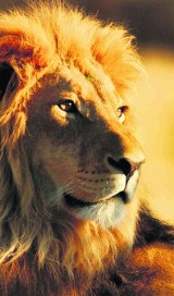 Gdańsk: Lwy mogą zamieszkać w oliwskim zoo za dwa lata