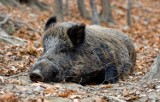 Uwaga! Planowana identyfikacja i liczenie dzików w powiecie radomszczańskim 