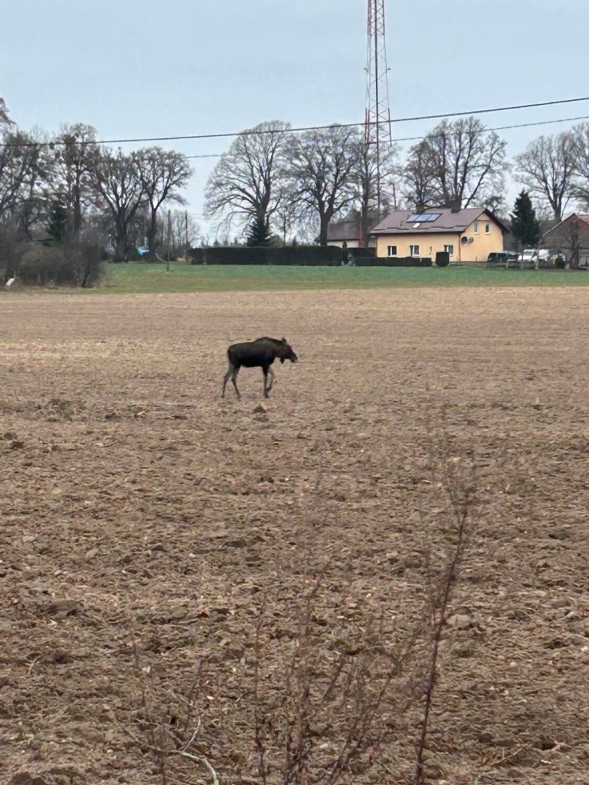 Łoś w okolicy Janiewic