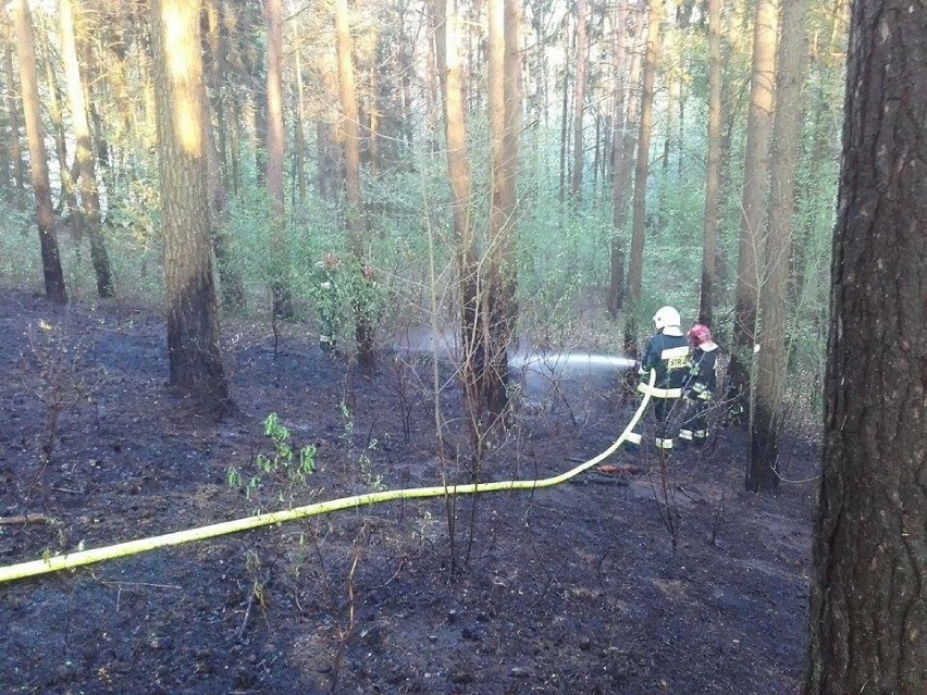 W Dzierżążnie doszło do pożaru lasu. Spaliło się 200 metrów...