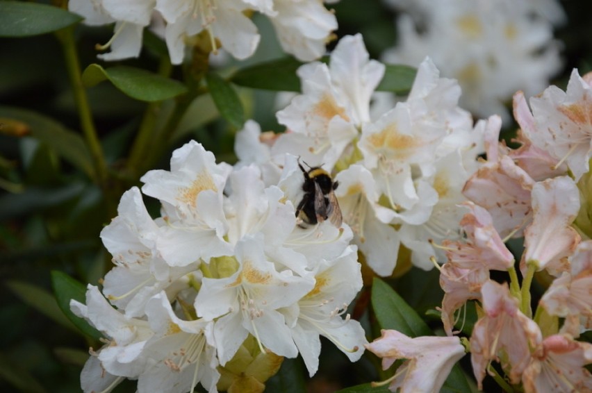 Gołubieński Ogród Botaniczny - maj 2016