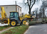 Znikają drzewa na trasie Osieczna - Goniembice. Ma to związek z przebudową drogi  w powiecie leszczyńskim ZDJĘCIA