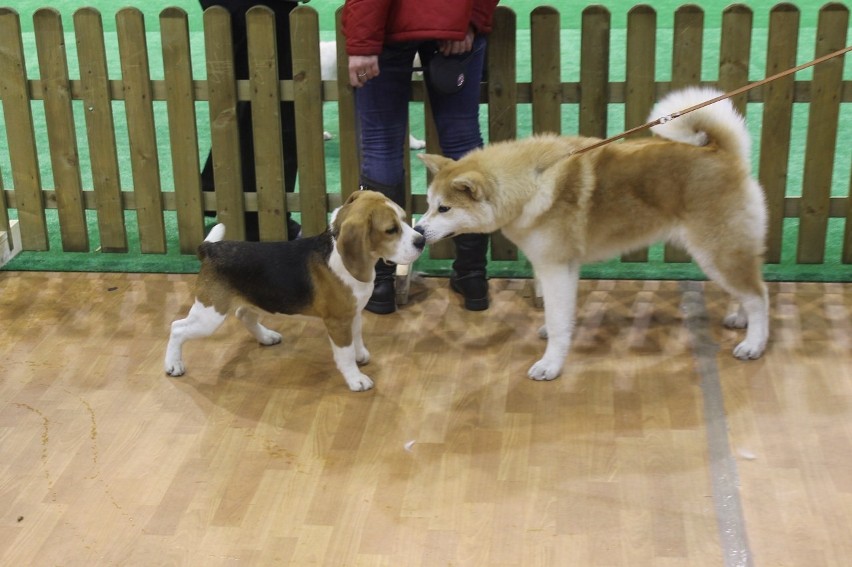 Trzeci dzień głogowskiej wystawy psów (Foto)