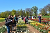 Dzień Pola i Roślin Ozdobnych w Lisewie Malborskim w niedzielę. W jednym miejscu do obejrzenia setki odmian tulipanów i narcyzów