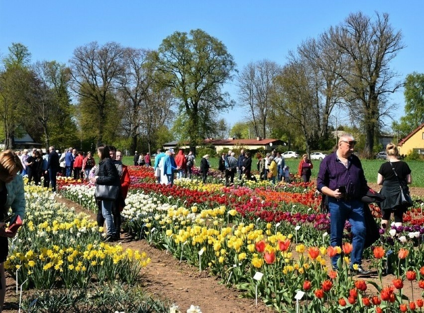 Dzień Pola i Roślin Ozdobnych w Lisewie Malborskim w niedzielę. W jednym miejscu do obejrzenia setki odmian tulipanów i narcyzów