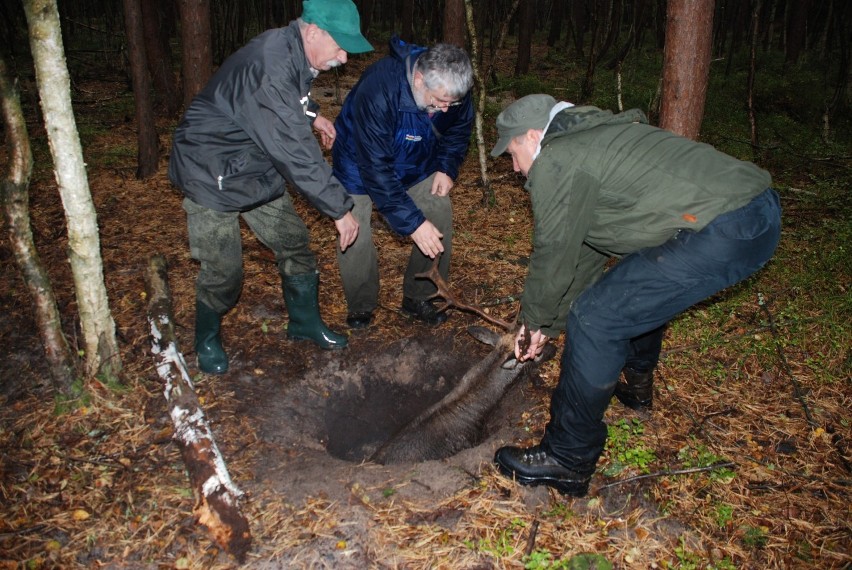 Przyrodnicy z Parku Krajobrazowego Mierzeja Wiślana oraz grzybiarze uratowali uwięzionego daniela
