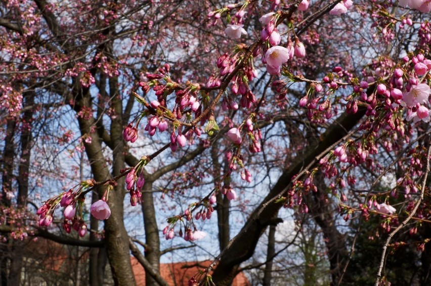 Wiosna 2014 w Bytomiu