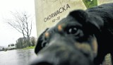 Wrocław: Wyrzucił psa z ósmego piętra