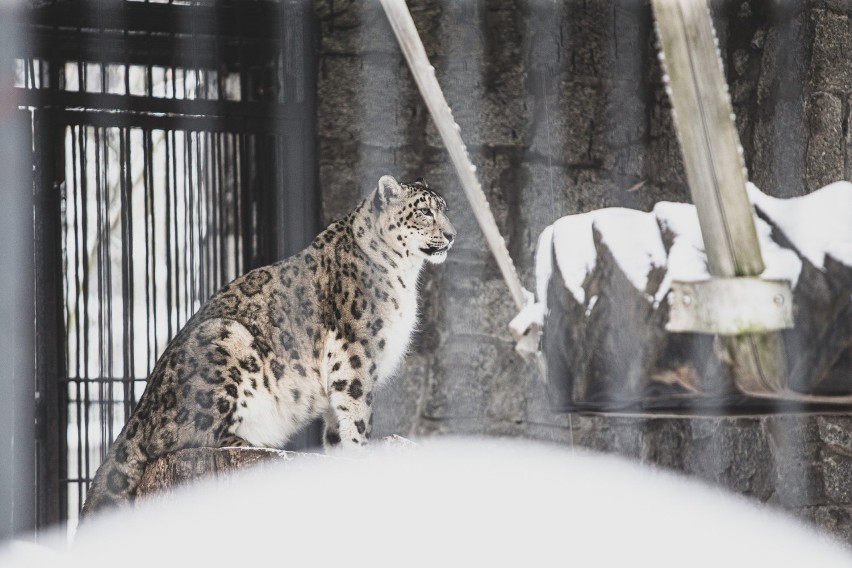 W śląskim zoo trwa budowa nowego wybiegu dla panter...