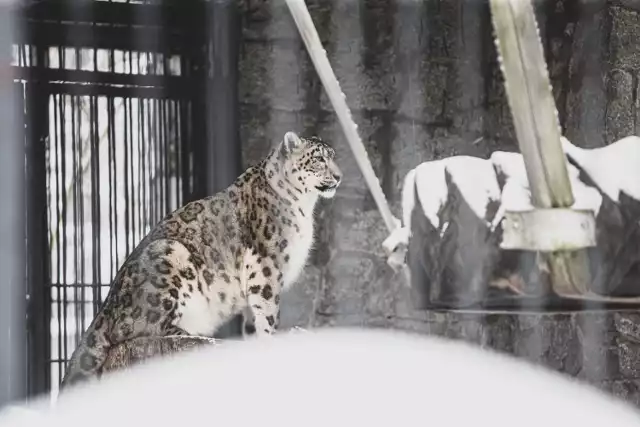 W śląskim zoo trwa budowa nowego wybiegu dla panter śnieżnych