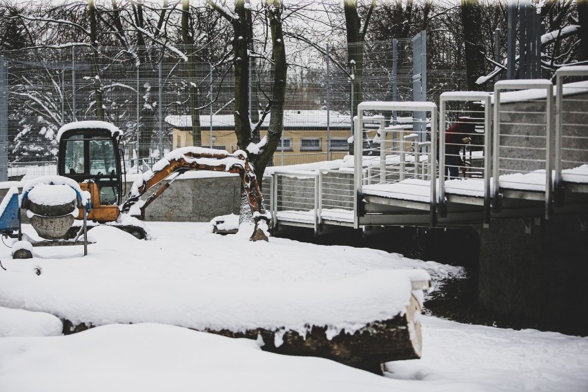 W śląskim zoo trwa budowa nowego wybiegu dla panter...