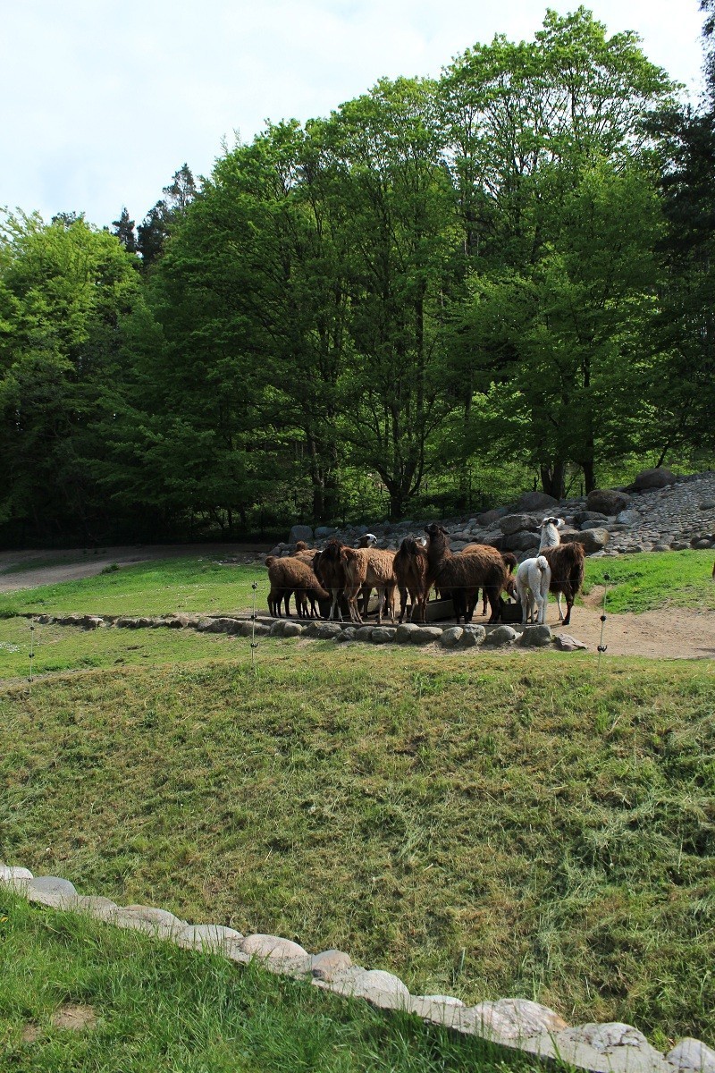 Zwierzęta w gdańskim zoo: Alpaki są odporne na mróz i wiatr [ZDJĘCIA]