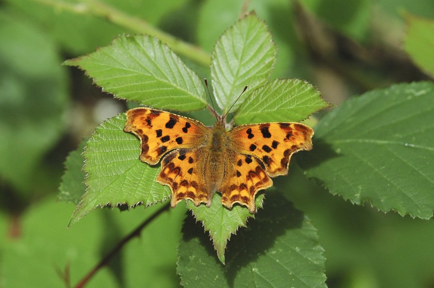 Szmaterlok - motyl Motyle, jak powszechnie wiadomo, są...