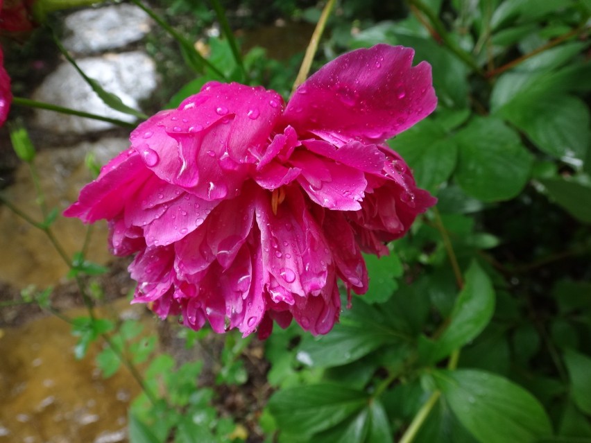 W ogrodzie po deszczu [zdjęcia]