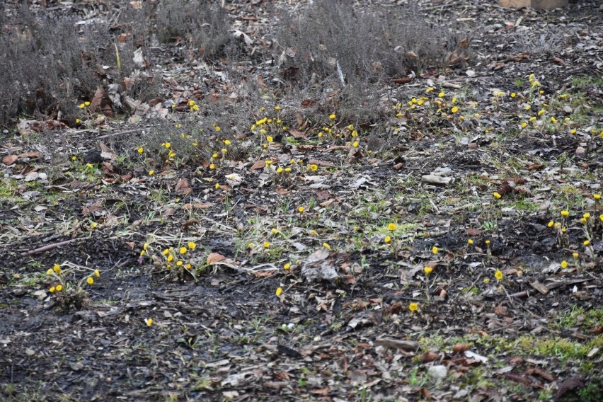 Tak park Bioróżnorodności w Sosnowcu prezentuje się w pierwszyt dzień wiosny. MZUK przeprowasza w ogrodzie prace porządkowe