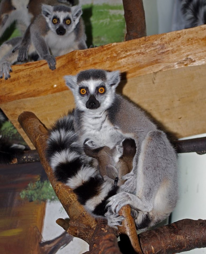 Kolejne narodziny w zamojskim zoo. Na świat przyszły małe...