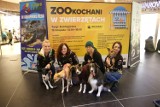 „ZOOKochani w zwierzętach”. Riviera została opanowana przez czworonogi! ZDJĘCIA